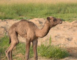 baby camel (Alison) at one week