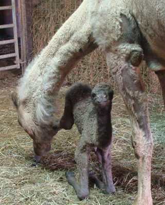 Audrey's camel baby, May 2009