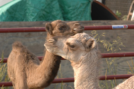 baby camels--Alison at 1 week with Freddie at 4 weeks