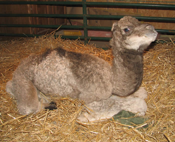 baby camel