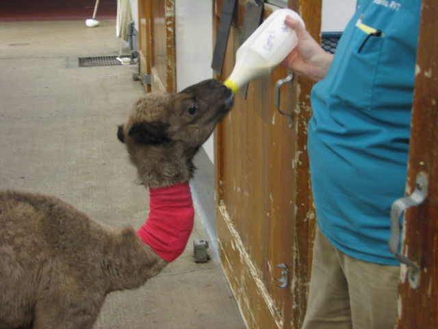 baby camel Liberty getting her last bottle at the OSU vet hospital