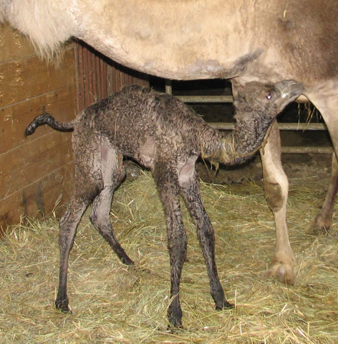 baby camel girl, born 4/18/09