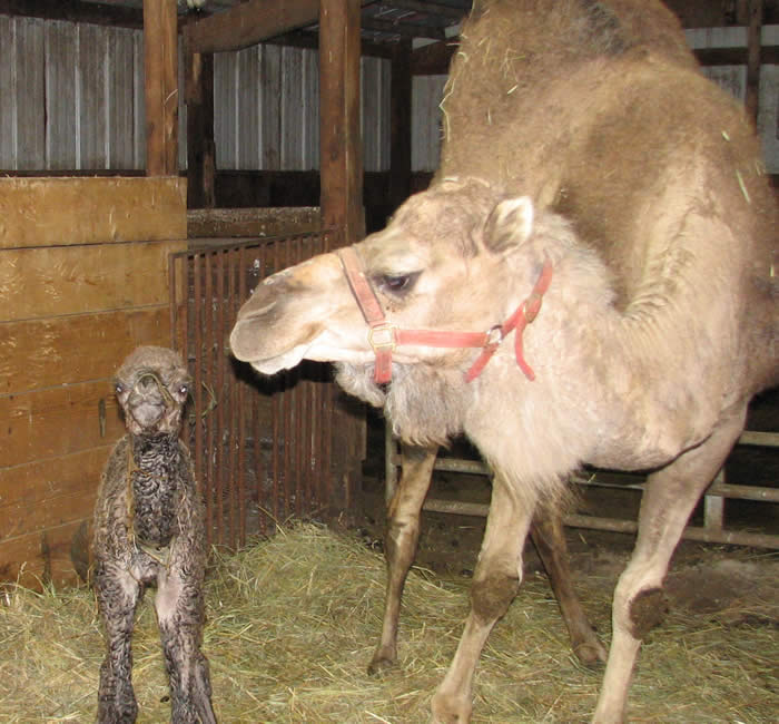 baby camel girl, born 4/19/09