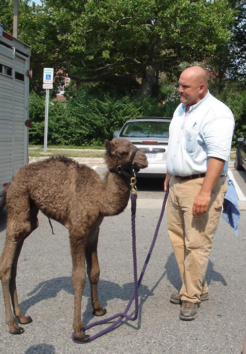 camel baby with Don