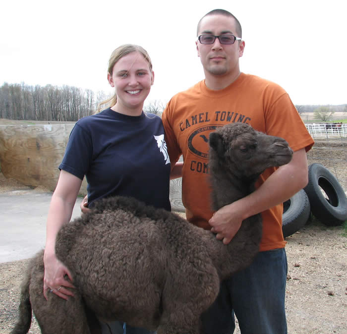 baby camel and her new family