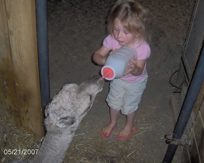 Prissy's baby camel and Jordan