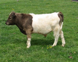 miniature bull