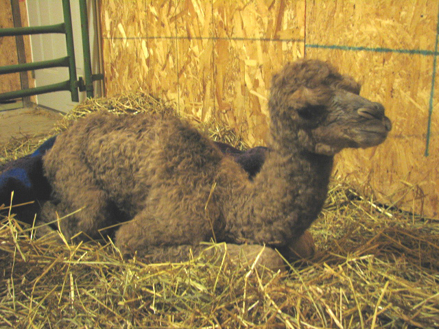 baby camel