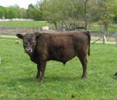Mini bull calf-Von at 1 yr