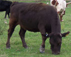 mini cow
