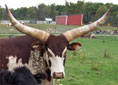 watusi steer