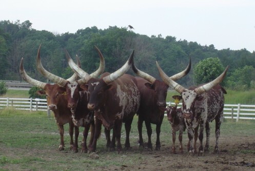 watusi cows