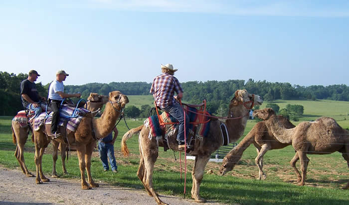 Riding during camel clinic 2005