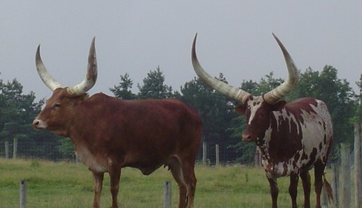 watusi cows