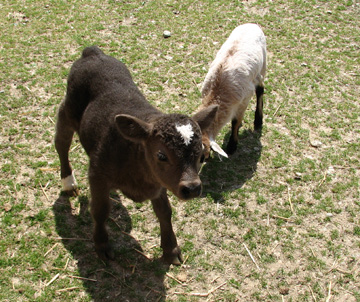 mini bull at three days old