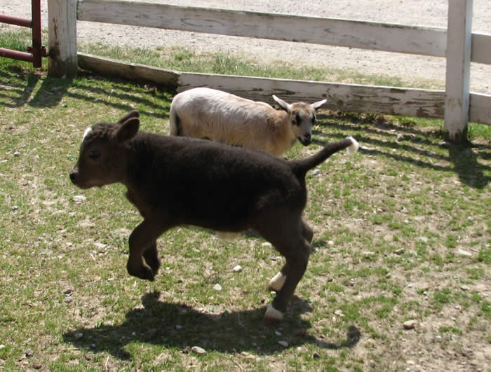 Mini bull calf-Von