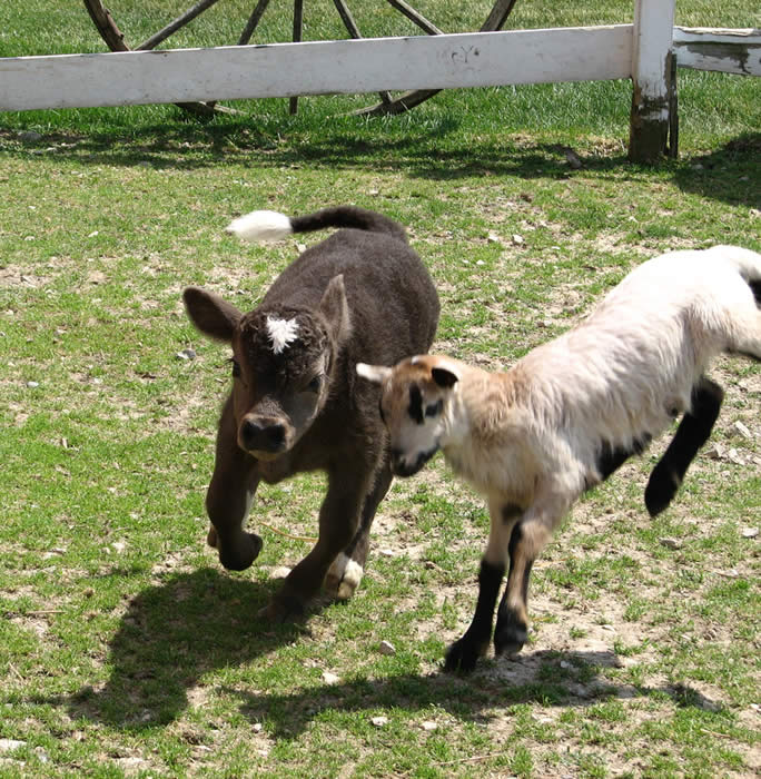 Mini bull calf-Von